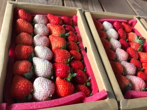 【嚴選！友善栽培的繽紛草莓箱 (3盒/箱)】紅草莓鮮豔香甜 白草莓稀有微酸