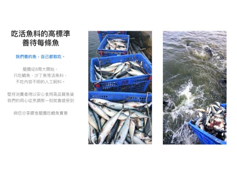 【產銷履歷龍膽石斑 - 魚排300g/包】屏東佳冬專業生態養殖 最安心的石斑魚海鮮