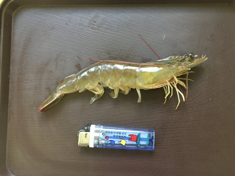 【霸王級白蝦500g(11~13尾)】生態養殖・低溫急凍鮮活蝦