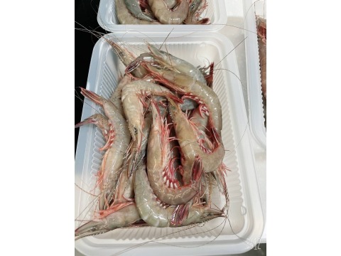 【澎湖海鮮直送 當季劍蝦2盒 (350g/盒)】濃郁蝦味肉質軟嫩 自家船隊捕撈就是鮮