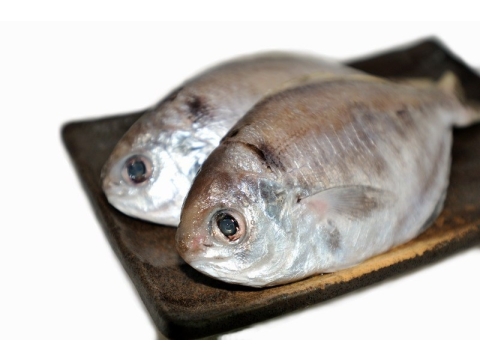 【肉魚 (3-6隻裝)】只要新鮮，簡單料理即是美味