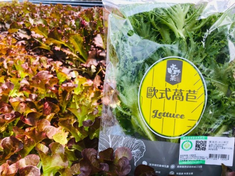 水野菜 綠火焰萵苣 無農藥水耕蔬菜 Owlting Market 奧丁丁市集