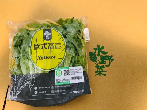 『水野菜-綠橡木萵苣』無農藥水耕蔬菜