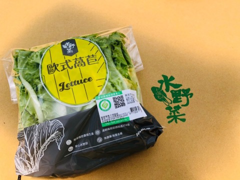 『水野菜-綠皺葉萵苣』無農藥水耕蔬菜
