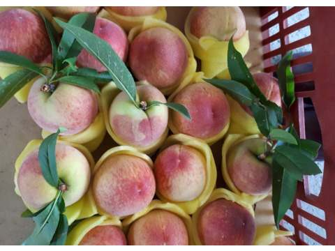 【最優質的水蜜桃 8入(2斤)】產季只有一個月 讓人垂涎欲滴的拉拉山水蜜桃！