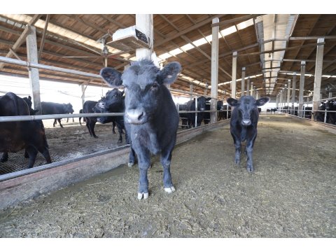 【台灣安格斯黑牛 厚切板腱牛排250g】引進國外在台重新培育的本土安格斯黑牛