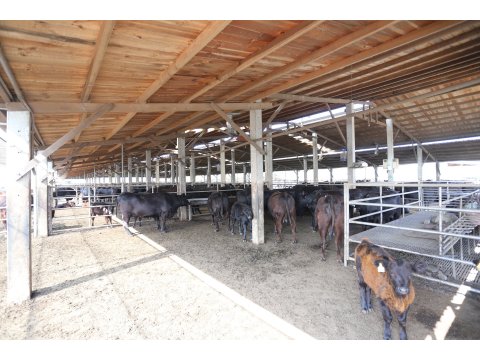 【台灣安格斯黑牛 厚切菲力牛排250g】引進國外在台重新培育的本土安格斯黑牛