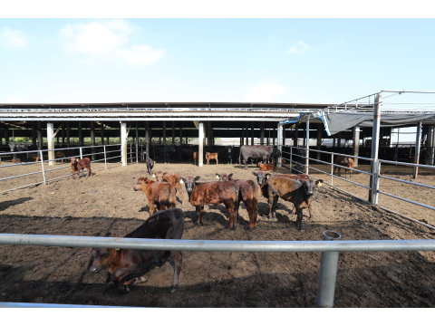 【台灣安格斯黑牛 厚切沙郎牛排250g】引進國外在台重新培育的本土安格斯黑牛