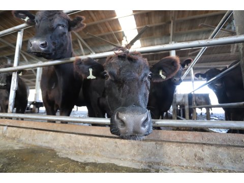 【台灣安格斯黑牛 炒牛肉200g】引進國外在台重新培育的本土安格斯黑牛
