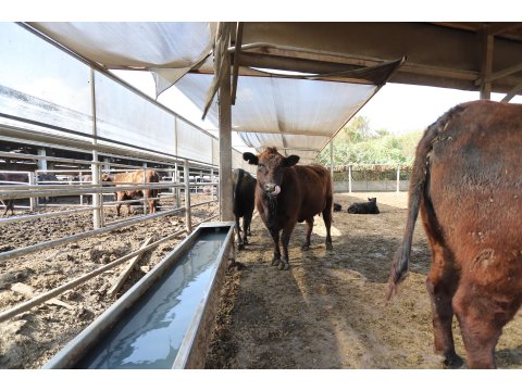 【台灣安格斯黑牛 炒牛肉200g】引進國外在台重新培育的本土安格斯黑牛