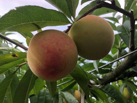 【超人氣！梨山特有 上海水蜜桃5入裝】產季極短！鮮嫩多汁的壓軸晚桃