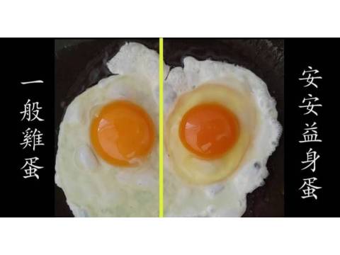 【安安益身蛋 精選放山雞蛋一盒(15入)】非籠飼養 才能產下好蛋