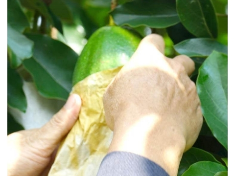 【台南大內 自然農法轉色酪梨 5斤裝】極為稀有少量的自然農法酪梨