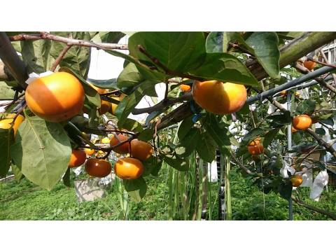 【品雙果！大雪山上的 水蜜芭樂+8A甜柿組合】絕佳地理條件孕育出最自然甜美的水果