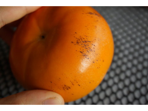 【蘿拉的大雪山斑比甜柿(惜福品)6粒裝(6A)】口感脆甜多汁 超人氣柿子！