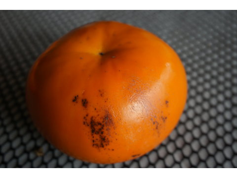【蘿拉的大雪山斑比甜柿(惜福品)6粒裝(6A)】口感脆甜多汁 超人氣柿子！