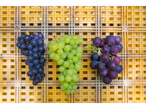 【預購優惠團購組  珍稀品種 紫水晶葡萄 2.5斤×3盒組】皮薄汁多的超鮮嫩果肉