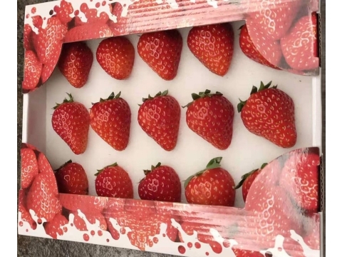 【苗栗大湖 愛在甜心有機(轉)草莓900g(12粒×3盒)】最夢幻的冬季水果 酸甜幸福滋味
