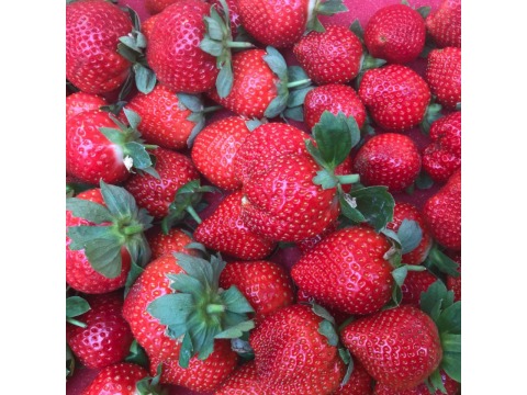 【苗栗大湖 愛在甜心有機(轉)草莓900g(18粒×3盒)】最夢幻的冬季水果 酸甜幸福滋味
