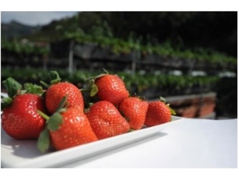 【苗栗大湖 愛在甜心有機(轉)草莓900g(18粒×3盒)】最夢幻的冬季水果 酸甜幸福滋味