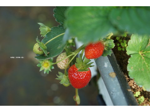 【苗栗銅鑼&大湖 IPM草莓 300gx3盒】維持生態平衡的高品質草莓