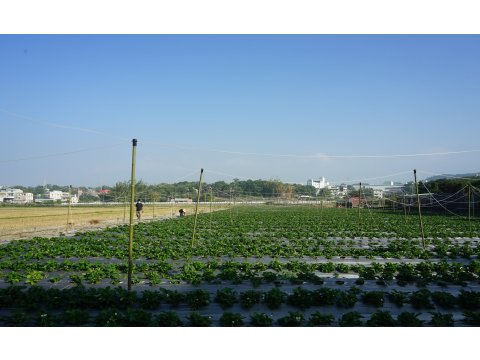 【苗栗銅鑼&大湖 IPM草莓 300gx3盒】維持生態平衡的高品質草莓