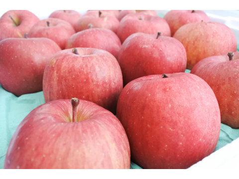 【預購！陽光洗禮下的日本青森蜜富士蘋果 8顆禮盒裝(特大果)】清脆爽口 高甜度陽光富士蘋果