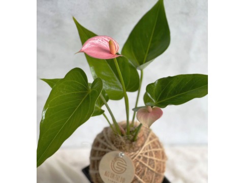 【瓔珞莊園 - PD48 粉紅火鶴小苔球】自然系植栽，辦公室療癒小物