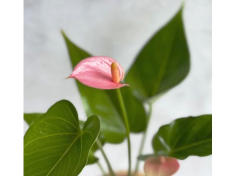 【瓔珞莊園 - PD48 粉紅火鶴小苔球】自然系植栽，辦公室療癒小物