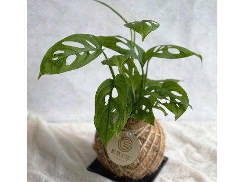 【瓔珞莊園 - PD46 窗孔龜背芋小苔球】自然系植栽，辦公室療癒小物