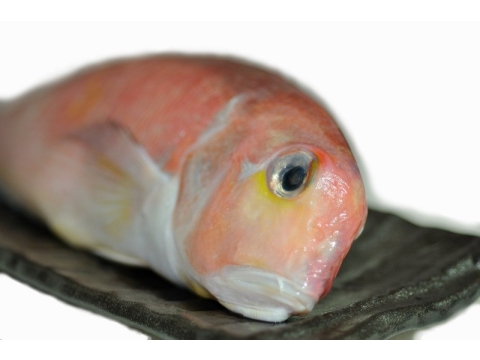 【北海漁鋪 防疫海鮮箱】優質海鮮食材，一次幫您備好好！