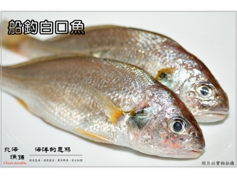 【船釣白口魚(2~4隻裝)】只要新鮮，簡單料理即是美味