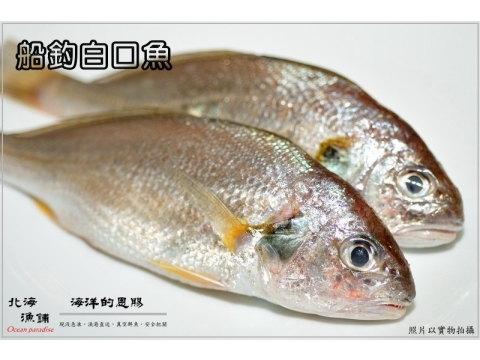 船釣白口魚 2 4隻裝 只要新鮮 簡單料理即是美味 Owlting Market 奧丁丁市集