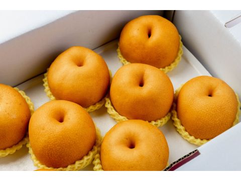 【日本梨穗--雪梨8粒裝禮盒(13~15兩)】如白雪般的細緻果肉 香甜又多汁