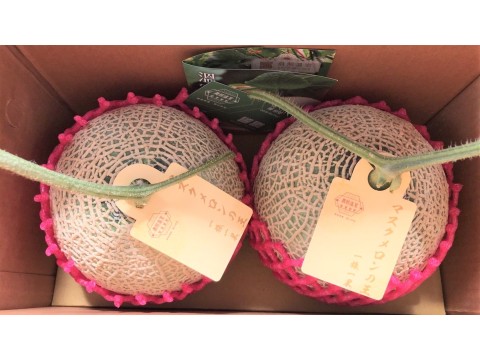 【期間限定 阿露斯洋香瓜兩入禮盒(1.3~1.4kg/顆)】香甜多汁、最頂級的綠肉哈密瓜