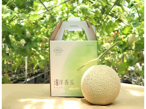 【期間限定 阿露斯洋香瓜單入禮盒(1.5kg/顆)】香甜多汁、最頂級的綠肉哈密瓜