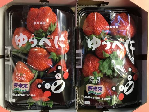 【快速出貨！空運熊本草莓250gｘ2盤裝】最受歡迎的熊本熊包裝，可愛又好吃