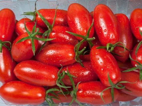 【屏東內埔 有機認證玉女番茄1斤×10盒】嬌貴溫室栽培的小蕃茄  果肉飽滿多汁