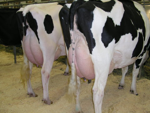 【主恩鮮乳 940cc 15瓶 團購優惠組】畜牧科班出身專業經營 最天然的鮮奶牛奶來自最現代化的牧場!