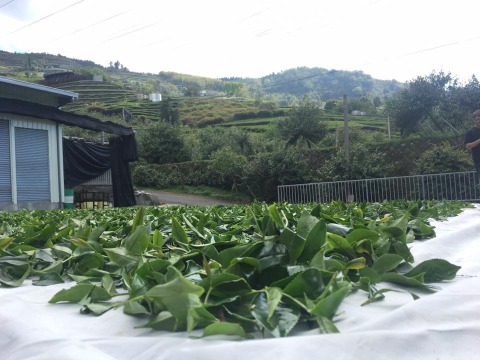 【阿里山高山茶150公克 】茶葉無污染 山泉灌溉的甘醇美味