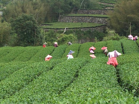 【阿里山高山茶150公克 】茶葉無污染 山泉灌溉的甘醇美味