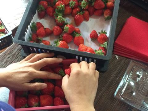 【產量稀少 馬拉邦山無毒草莓 1斤裝】完全不噴農藥 自然栽培 果香酸甜濃郁