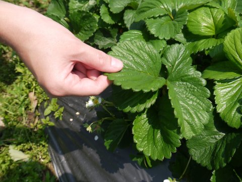 【產量稀少 馬拉邦山無毒草莓 3斤團購組】完全不噴農藥的自然栽培草莓