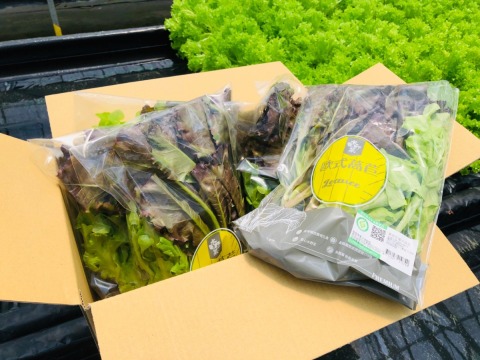 『水野菜-歐式萵苣』無農藥水耕生菜箱(6包組)