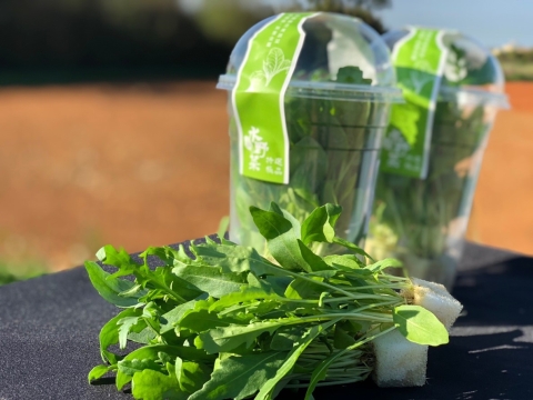 水野菜 芝麻葉 無農藥水耕蔬菜 Owlting Market 奧丁丁市集