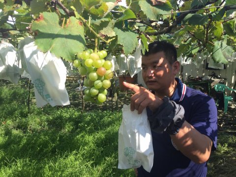 【預購 黃大哥巨峰葡萄 1箱裝】用高規格的品管標準 種出最香甜的葡萄!