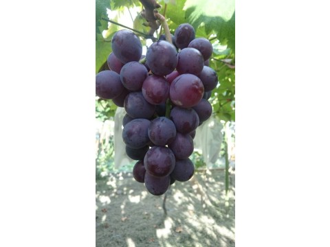 【預購 黃大哥巨峰葡萄 1箱裝】用高規格的品管標準 種出最香甜的葡萄!