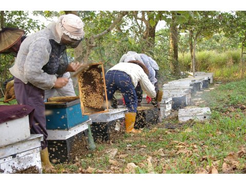 【蜂蜜小禮盒 50g 3入】台灣純正生產 保留土地獨特風味及自然口感!