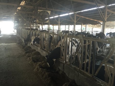 【主恩鮮乳 940cc 20瓶 團購優惠組】畜牧科班出身專業經營 最天然的鮮奶牛奶來自最現代化的牧場!
