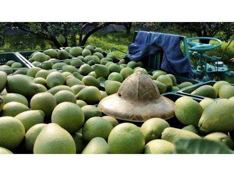 【預購商品 正宗麻豆文旦 特級 10斤裝】承載50年的老柚樹 孕育馥郁酸甜果實